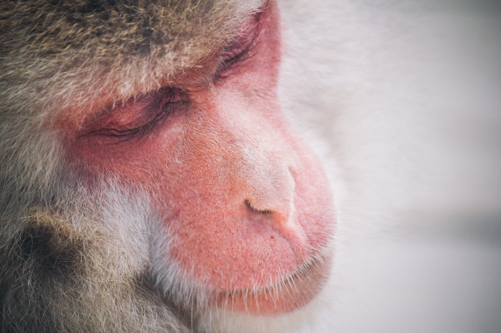 http://bettyhuang.net/files/gimgs/39_naganosnowmonkeys-1-of-1-10.jpg