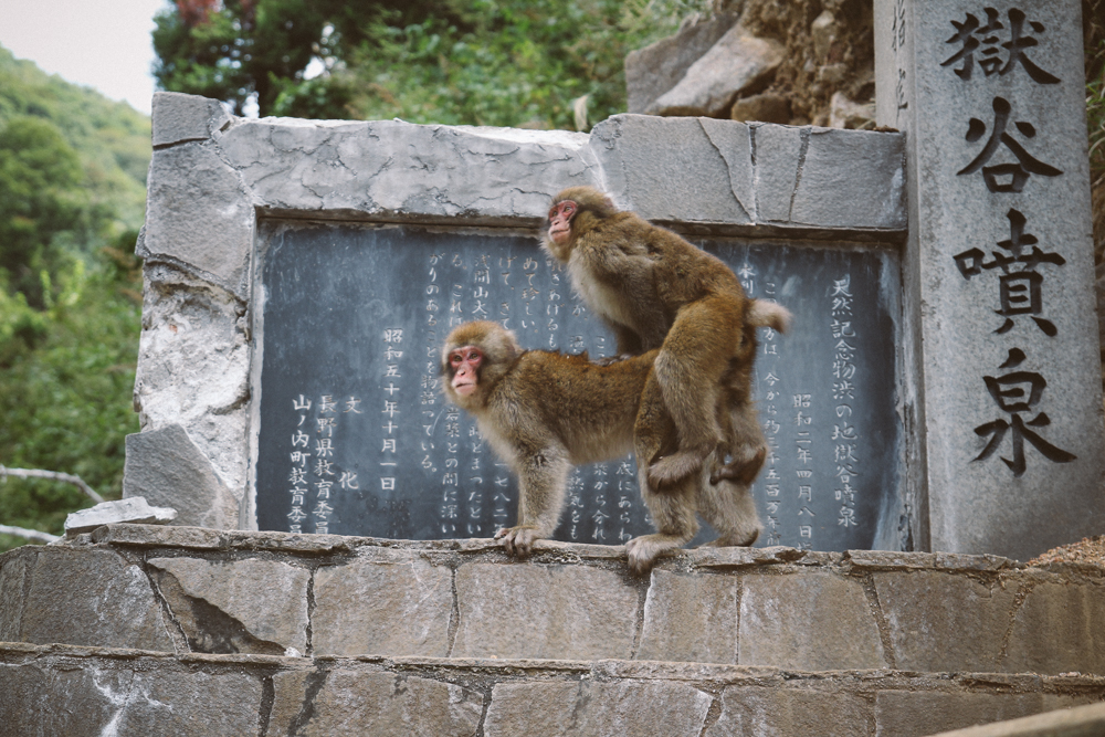 http://bettyhuang.net/files/gimgs/39_naganosnowmonkeys-1-of-1-3.jpg