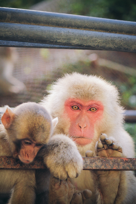 http://bettyhuang.net/files/gimgs/39_naganosnowmonkeys-1-of-1-4.jpg