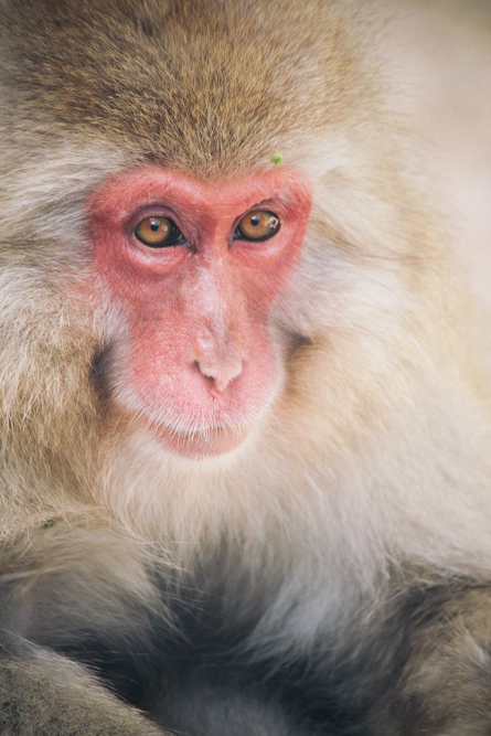 http://bettyhuang.net/files/gimgs/39_naganosnowmonkeys-1-of-1-5.jpg