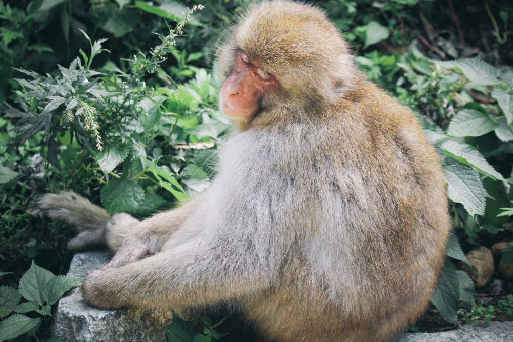 http://bettyhuang.net/files/gimgs/39_naganosnowmonkeys-1-of-1-6.jpg