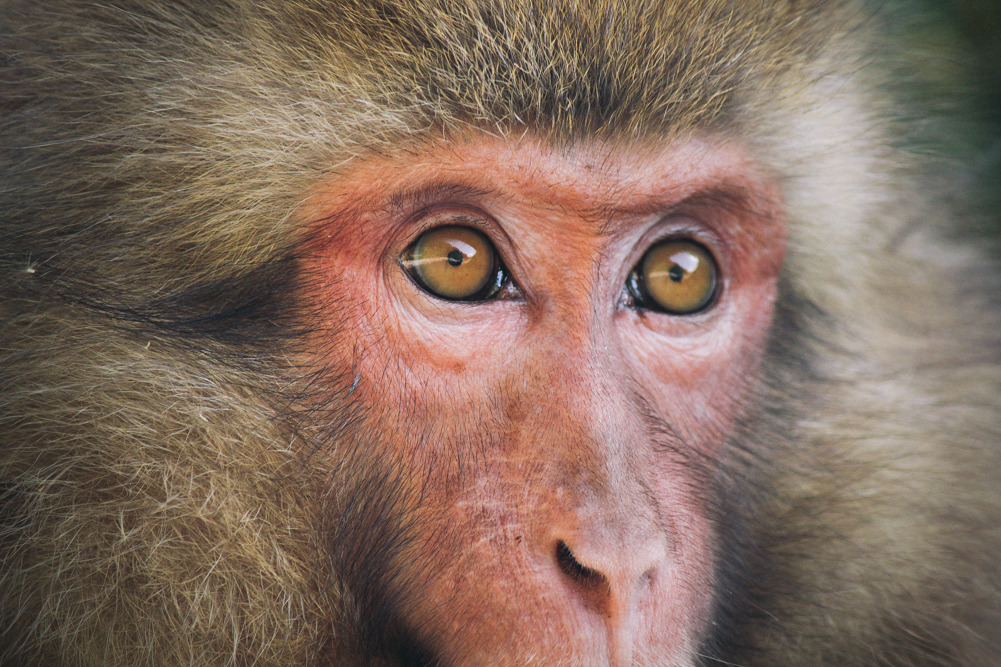 http://bettyhuang.net/files/gimgs/39_naganosnowmonkeys-1-of-1-7.jpg