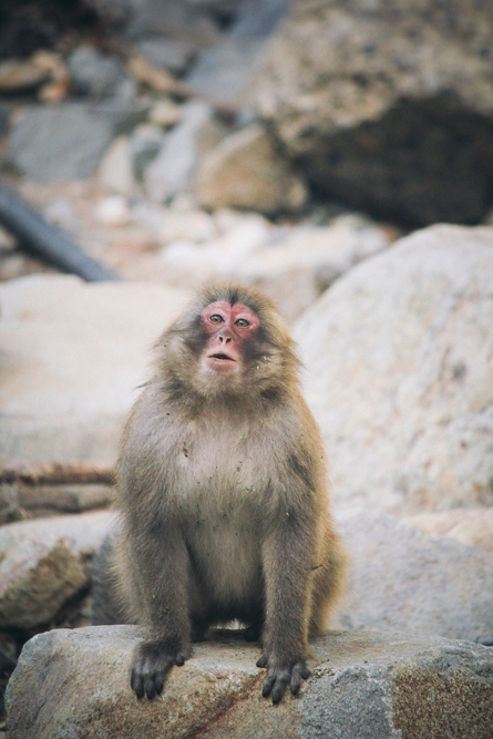 http://bettyhuang.net/files/gimgs/39_naganosnowmonkeys-1-of-1-9.jpg