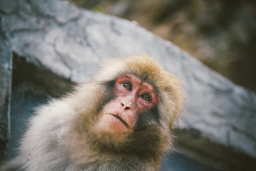 http://bettyhuang.net/files/gimgs/39_naganosnowmonkeys-1-of-16.jpg