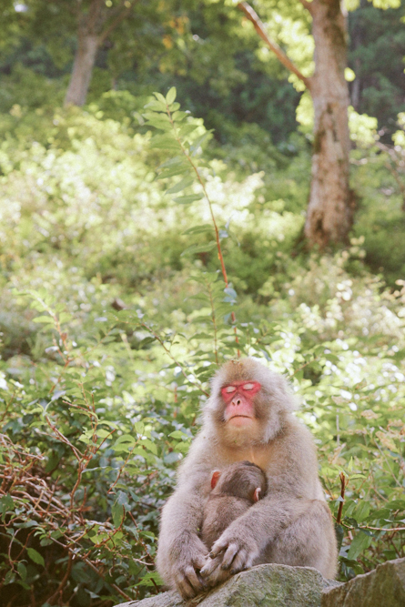 http://bettyhuang.net/files/gimgs/39_naganosnowmonkeys-2-of-16.jpg