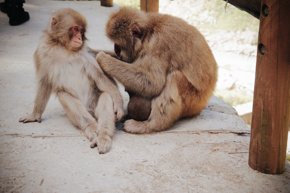 http://bettyhuang.net/files/gimgs/39_naganosnowmonkeys-4-of-16.jpg