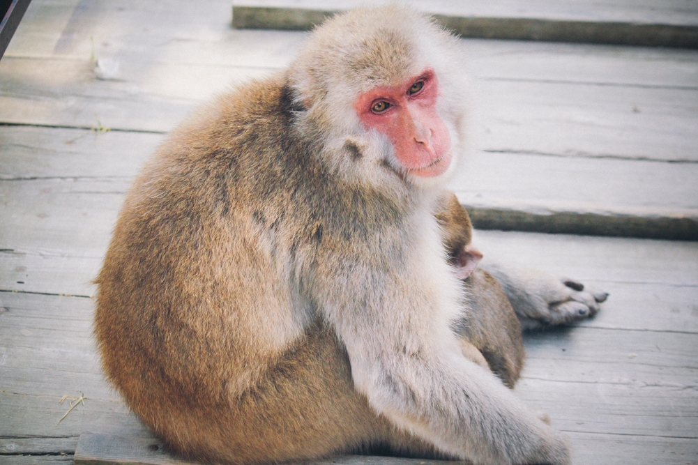 http://bettyhuang.net/files/gimgs/39_naganosnowmonkeys-9-of-16.jpg
